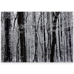 Постер на металле "Winter forest"