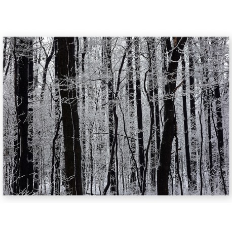 Постер на металі "Winter forest"