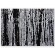 Постер на металі "Winter forest"