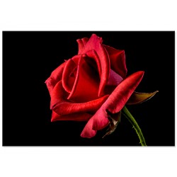 Постер на металле "Красная роза"