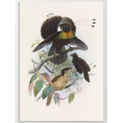 Постер "Birds. Botany"