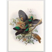 Постер "Birds. Botany"