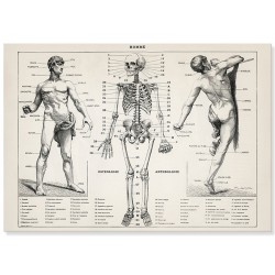 Постер "Vintage illustration. Human anatomy"