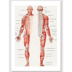 Постер "Vintage illustration. Anatomy of human muscles"
