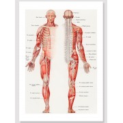 Постер "Vintage illustration. Anatomy of human muscles"