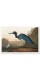 Постер "Старовинна ілюстрація. Блакитна чапля. Джон Джеймс Одюбон"