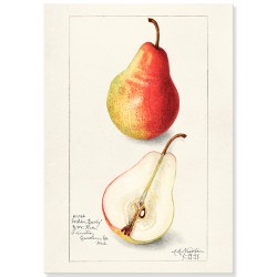 Постер "Fruit. Botany"