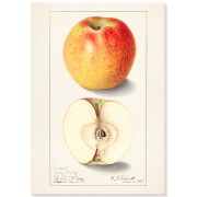 Постер "Fruit. Botany"