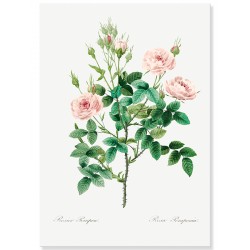 Постер "Flowers. Botany"