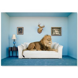 Постер "Лев, сидящий на диване, фотограф Матиас Кламер"