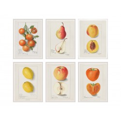 Серия постеров "Старинные рисунки фруктов"