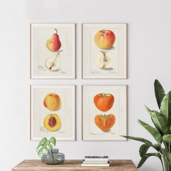 Серия постеров "Старинные рисунки фруктов"