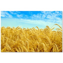 Фотокартина "Поле пшениці" розмір на вибір