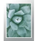 Постер в рамці "Succulent" Постер в рамці "Succulent"