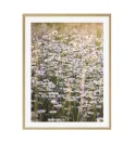 Постер в рамке "Chamomile"