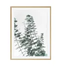 Постер в рамці "Eucalyptus" Постер в рамці "Eucalyptus"