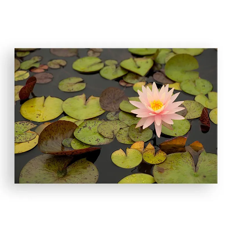 Фотокартина "Lotus" размер на выбор Фотокартина "Lotus" размер на выбор