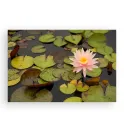 Фотокартина "Lotus" размер на выбор Фотокартина "Lotus" размер на выбор